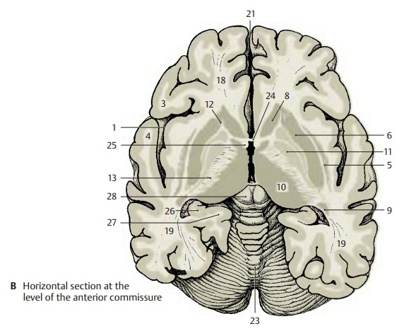 Horizontal Sections of Brain Through the Telencephalon