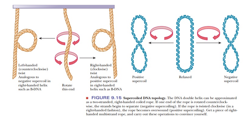 How does prokaryotic DNA supercoil into its tertiary structure?