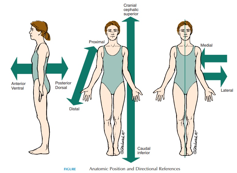 Human Anatomic Position