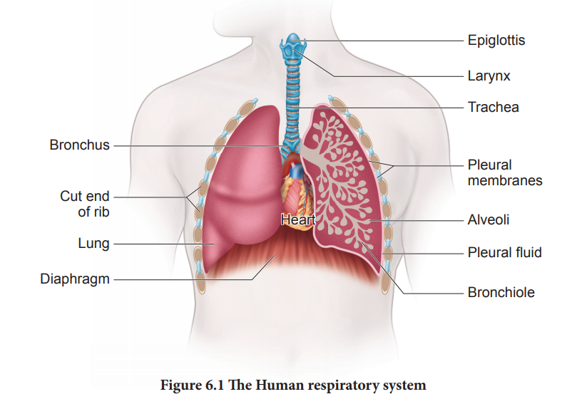Human Respiratory System - Respiratory organs in various organisms