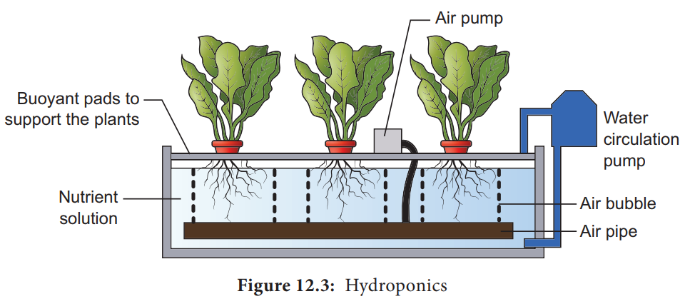 Hydroponics and Aeroponics
