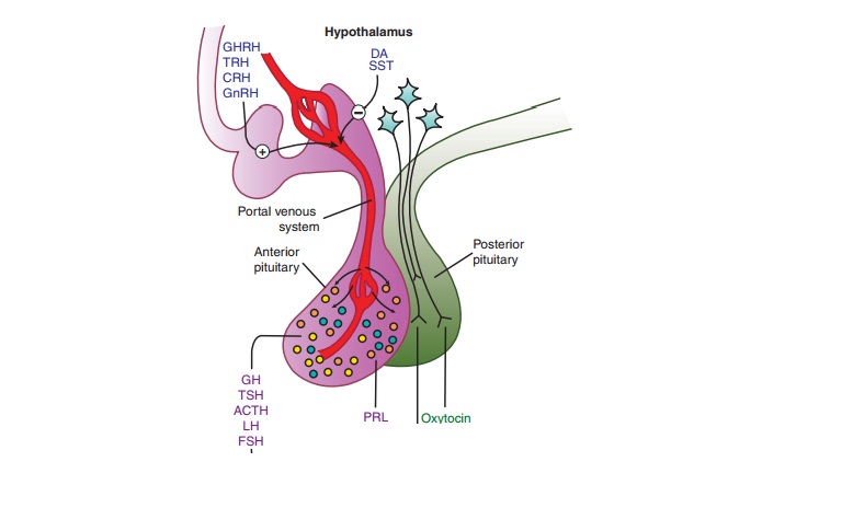 Hypothalamic & Pituitary Hormones