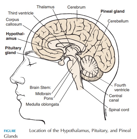 Hypothalamus - The Endocrine Glands