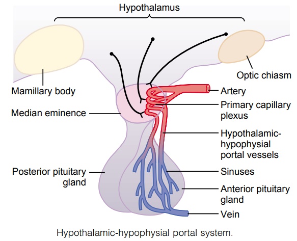 Hypothalamus Controls Pituitary Secretion