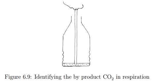 Identification of Carbon Dioxide in Exhaled Air