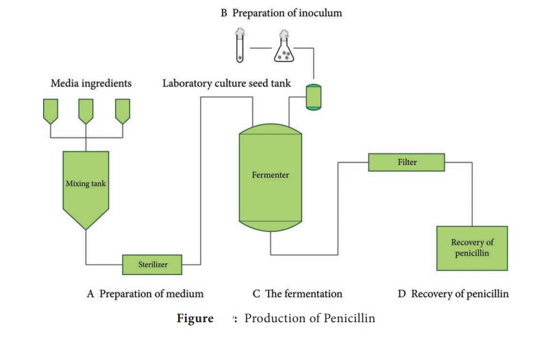 Industrial Production of Penicillin