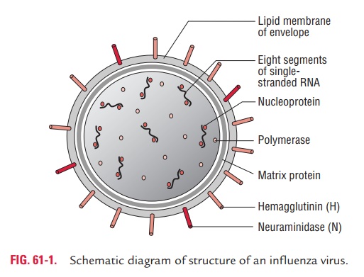 Influenza Viruses: Properties of the Virus