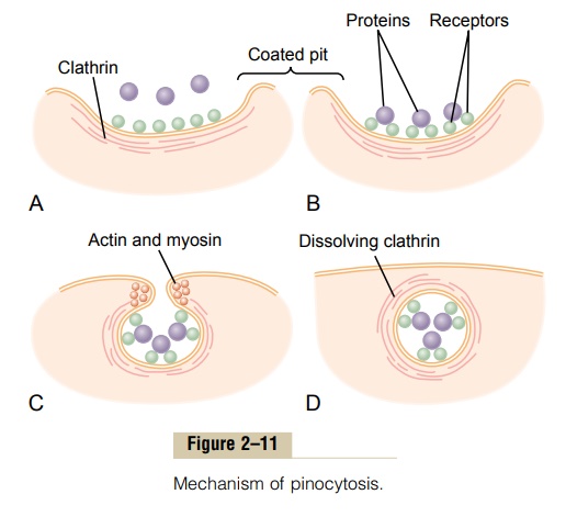 Ingestion by the Cell - Endocytosis - Functional Systems of the Cell