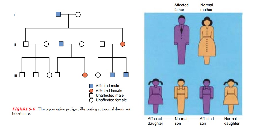 Inheritance Patterns in Families - Genetics Concepts
