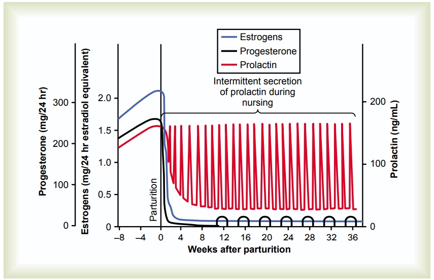 Initiation of Lactation-Function of Prolactin