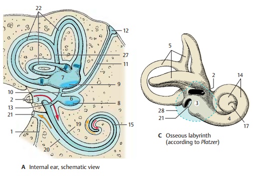 Inner Ear - Structure of The Ear