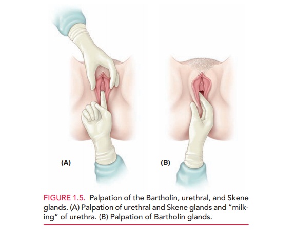 Inspection and Examination of the External Genitalia