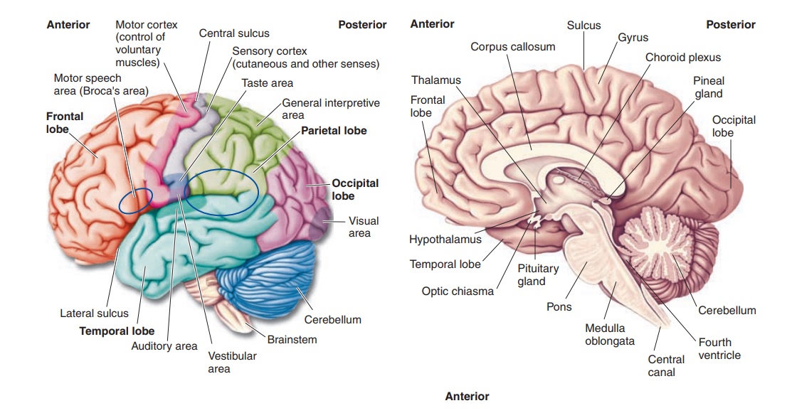 Integrative Centers - Brain and Brain Divisions