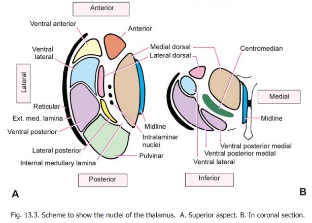 Internal Structure of the Thalamus