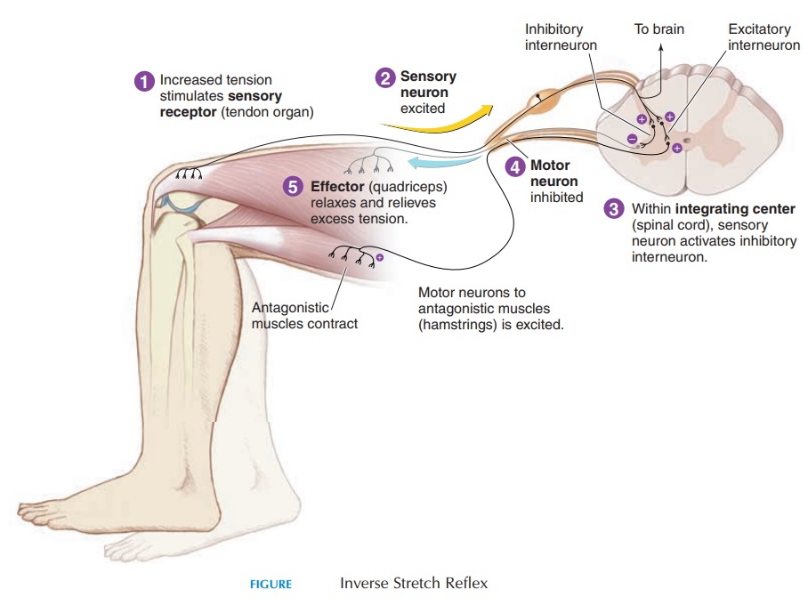Inverse Stretch Reflex - Nervous System