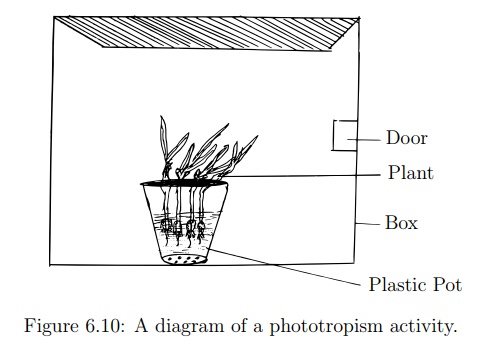 Investigate the Effects of Phototropism