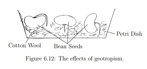 Investigation of Effects of Geotropism