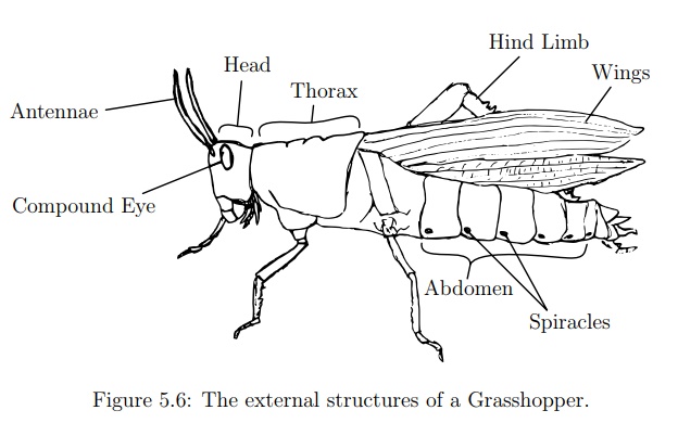 Arthropoda Arthropoda