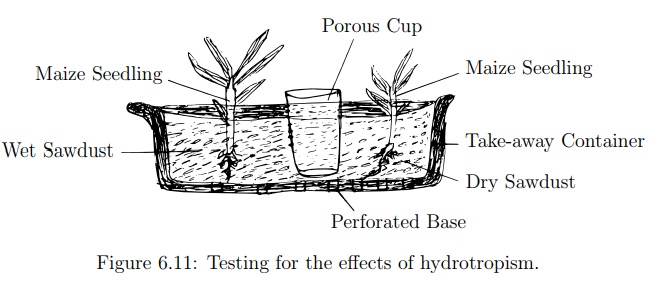 Investigation of the Effects of Hydrotropism