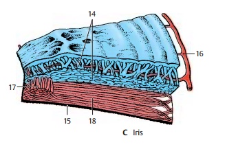 Iris - Structure of the Eye