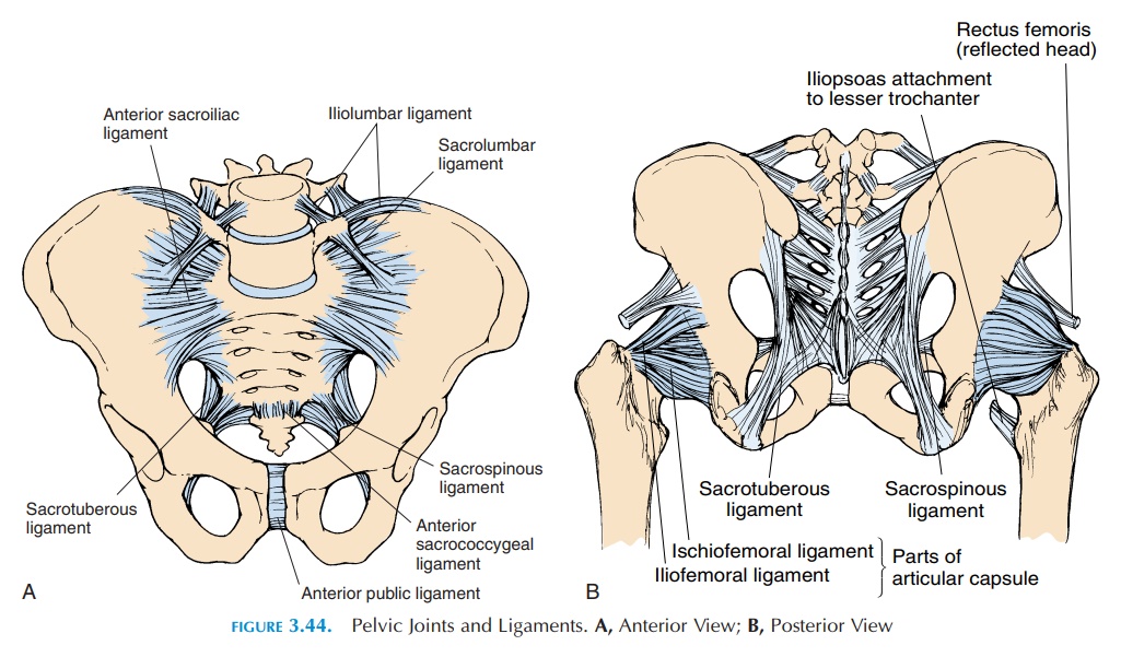 Joints of the Pelvic Girdle and Lower Limbs