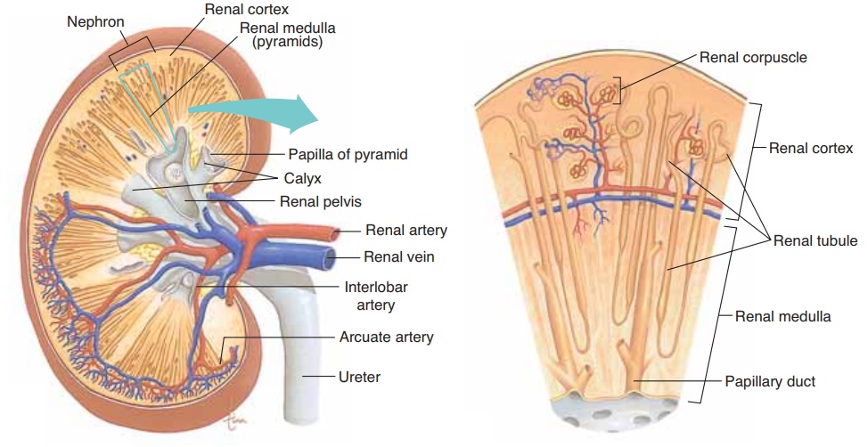 Kidneys - Anatomy and Physiology