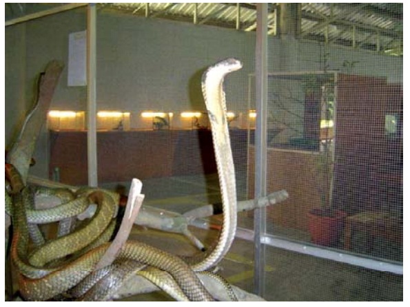 King Cobra - Poisons (Toxins)