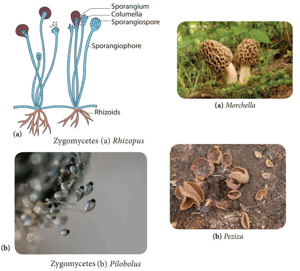 Kingdom : Myceteae (Fungi)