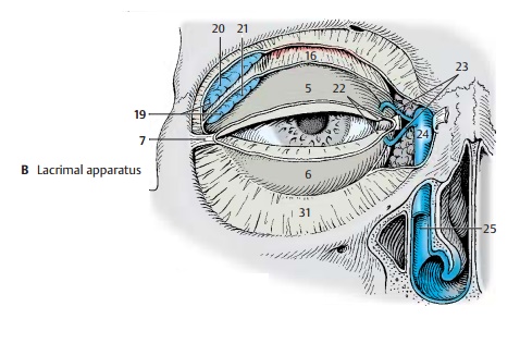 Lacrimal Apparatus - Structure of the Eye