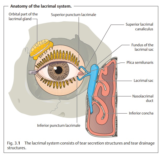 Lacrimal System: Basic Knowledge