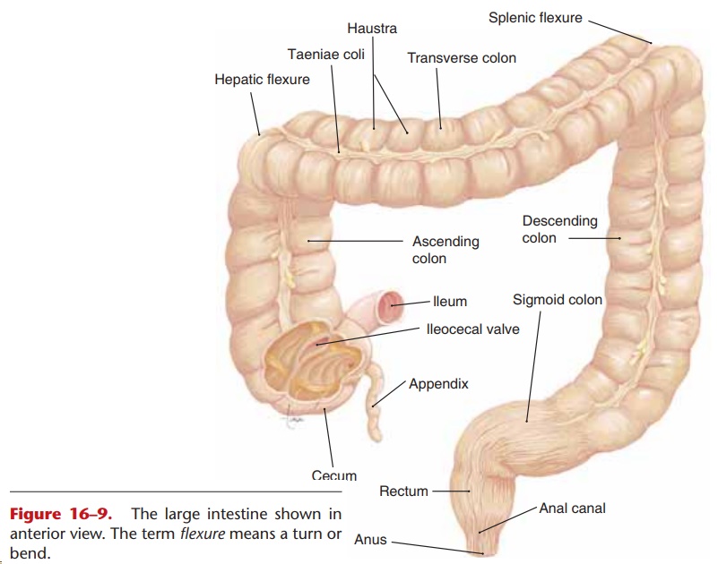 Large Intestine - Anatomy and Physiology