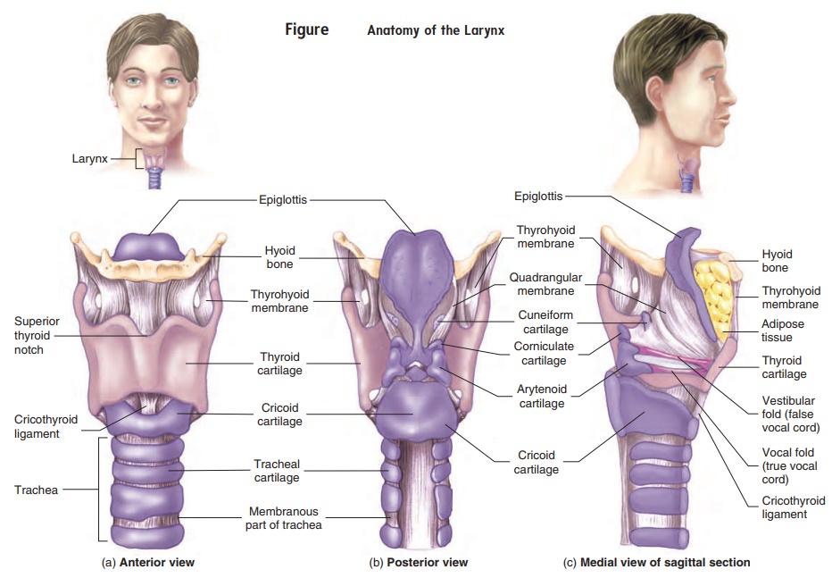 Larynx - Anatomy of the Respiratory System