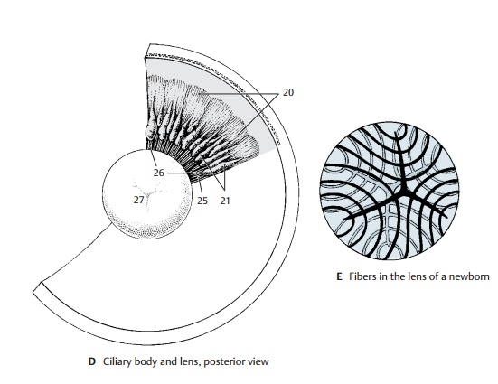 Lens of the Eye - Structure of the Eye