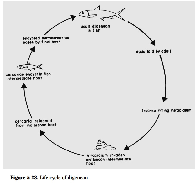 Life Cycle Patterns of Fish Parasites