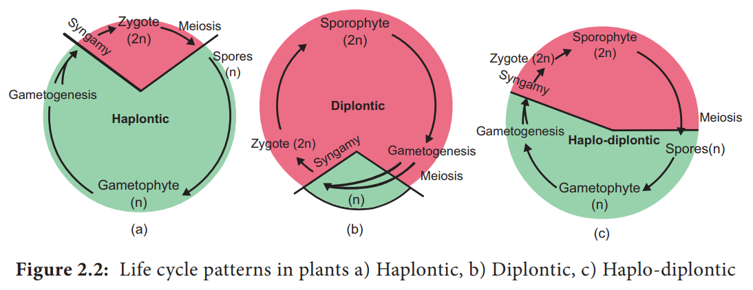 Life Cycle Patterns in Plants