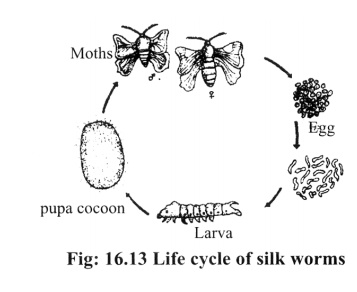 Life cycle and silk cultivation