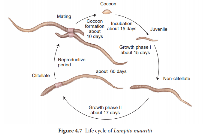 Life cycle of Earthworm (Lampito mauritii)