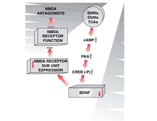 Linking NMDA Receptors to Biogenic Amine-based Anxiolytics