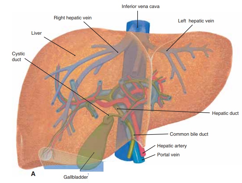 Liver - Anatomy and Physiology