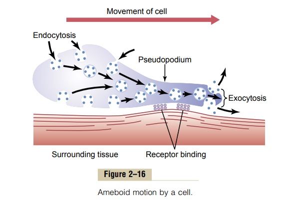 Locomotion of Cells