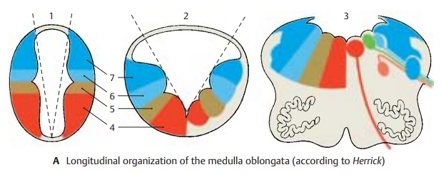 Longitudinal Organization of Brain Stem and Cranial Nerves