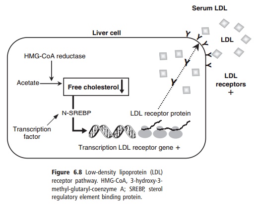 Low-density lipoprotein receptor pathway