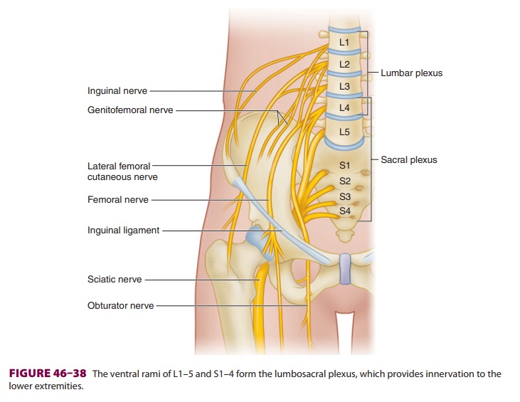 Lower Extremity Peripheral Nerve Blocks: Lumbar & Sacral Plexus Anatomy