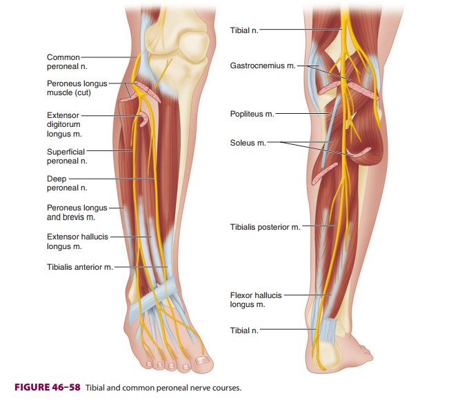 Lower Extremity Peripheral Nerve Blocks: Ankle Block