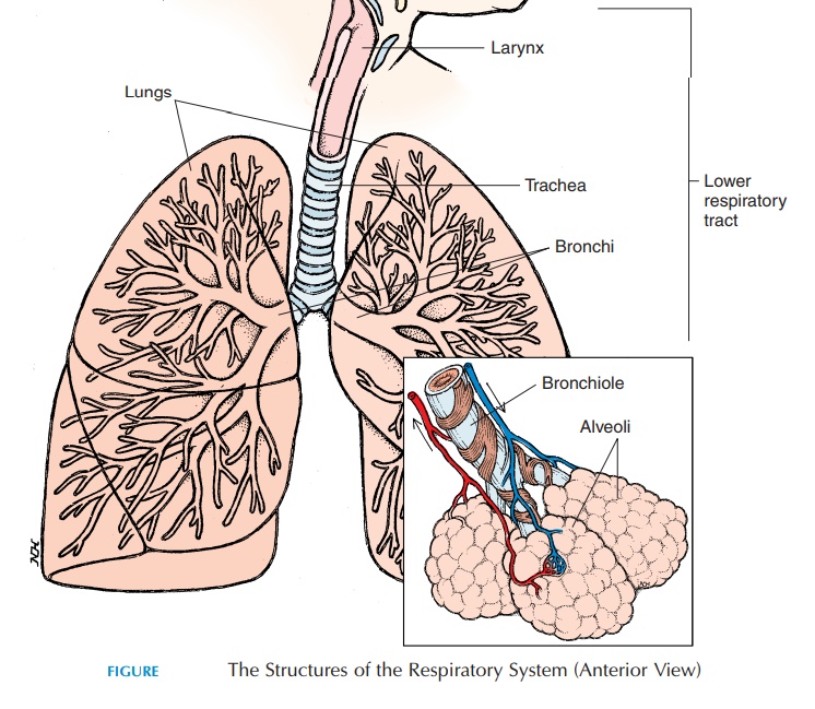 Lower Respiratory Tract - Anatomy of the Respiratory System