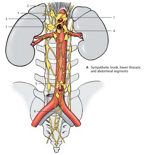 Lower Thoracic and Abdominal Segments
