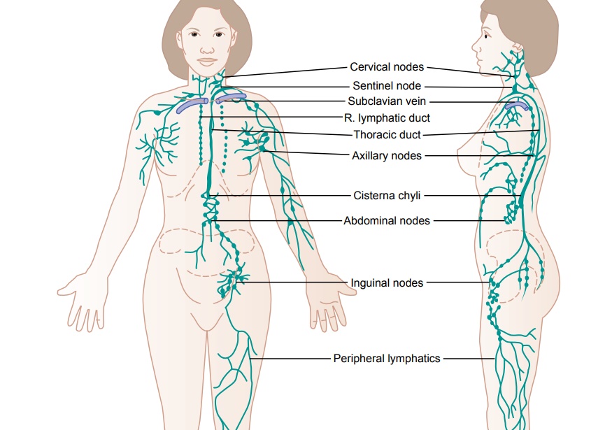Lymph Channels of the Body
