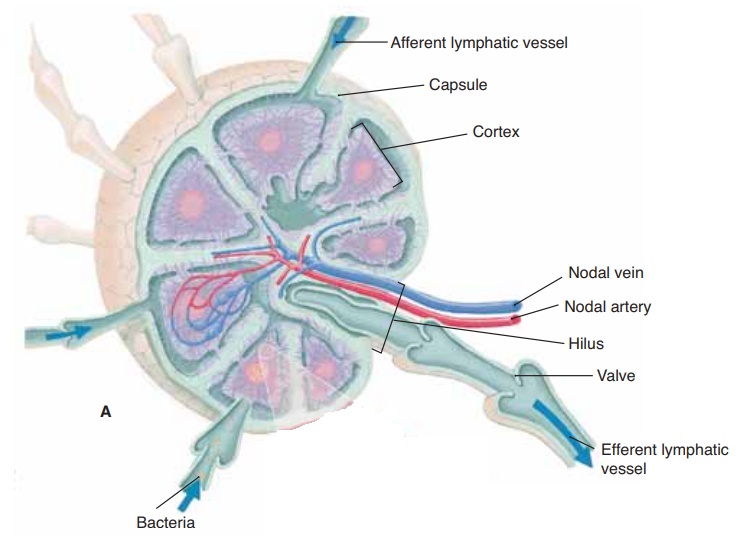 Lymph Nodes and Nodules