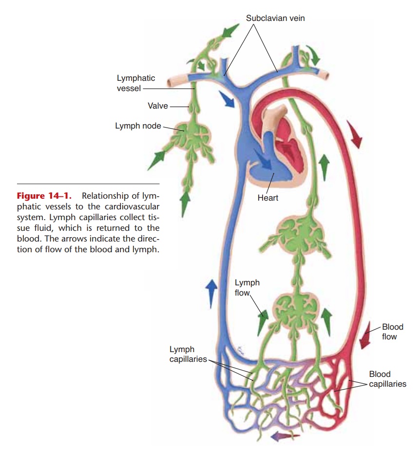 Lymph - Anatomy and Physiology