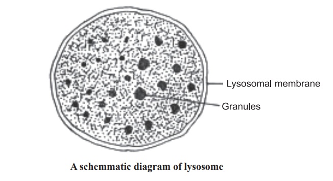 Lysosomes and its Functions